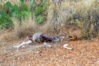 Bobcat 2