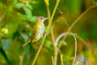 Yellow-green Vireo