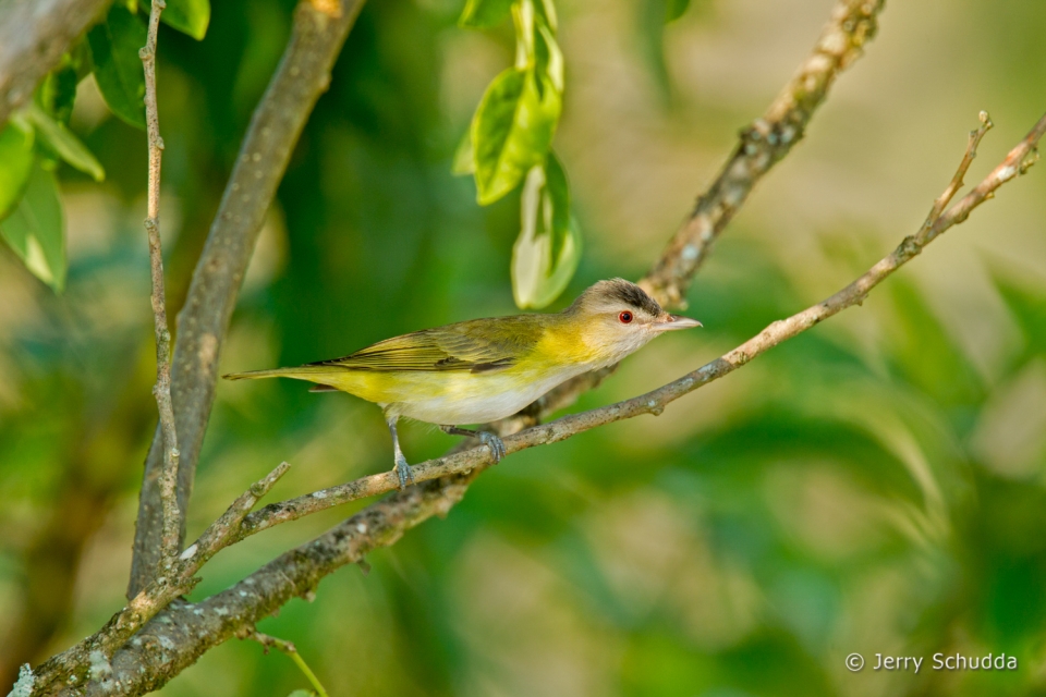 Yellow-green Vireo 3