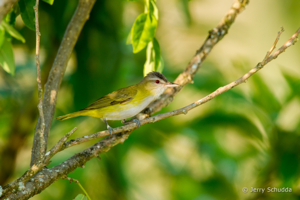 Yellow-green Vireo 2