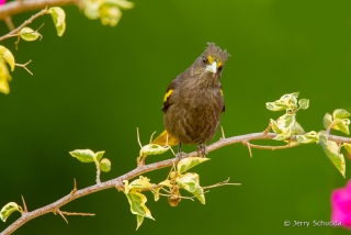 Yellow-winged Cacique 1