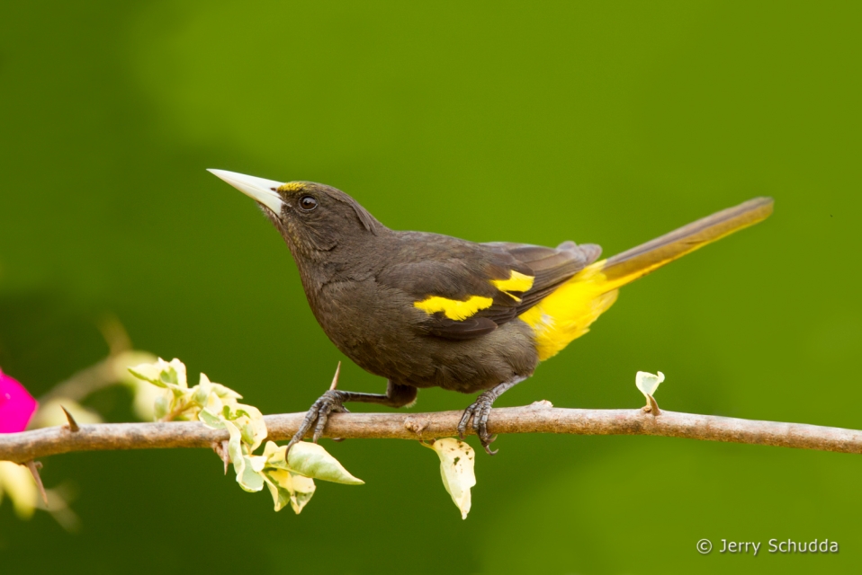 Yellow-winged Cacique