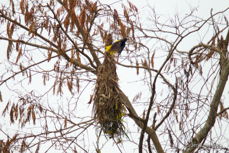 Yellow-winged Cacique 3