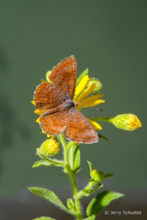 Arizona Metalmark 6