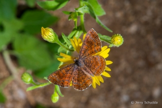 Arizona Metalmark 8