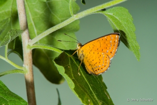 Arizona Metalmark 4