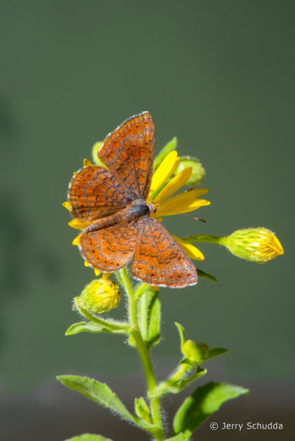 Arizona Metalmark 6