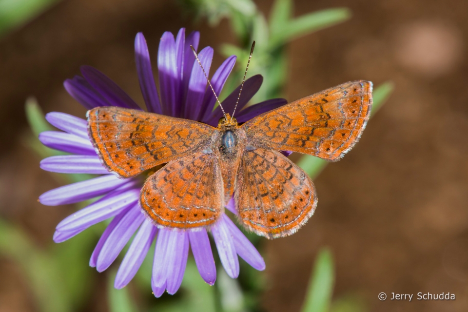 Arizona Metalmark 2