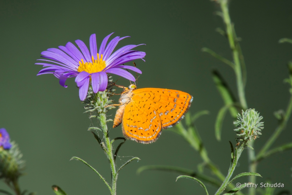 Arizona Metalmark 3