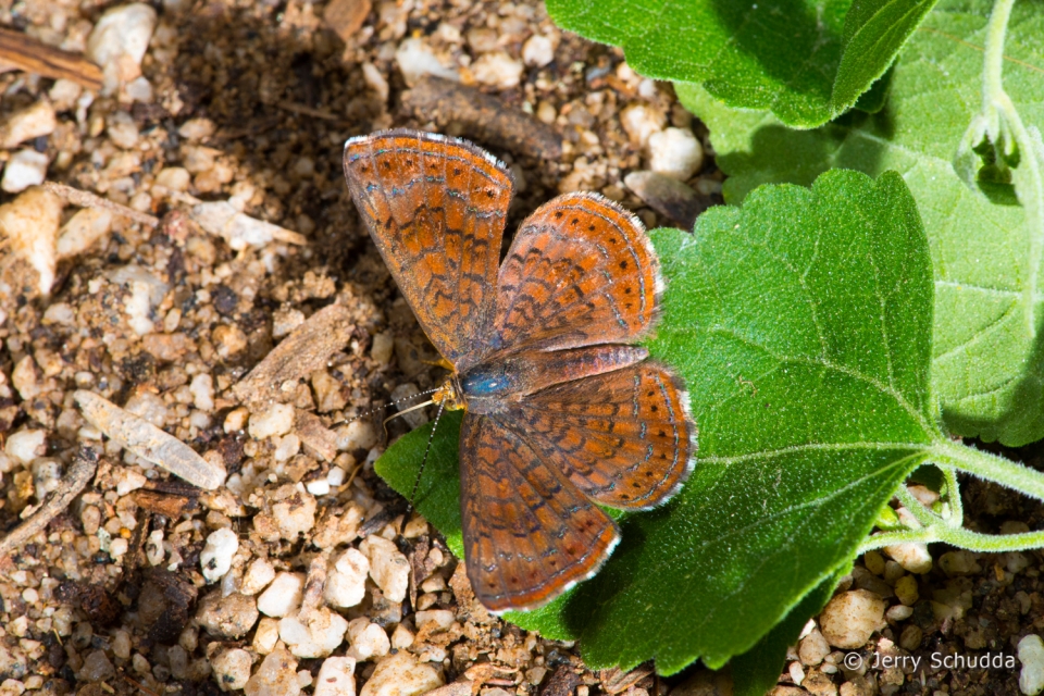 Arizona Metalmark 5