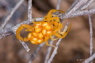 Bark Scorpion 3