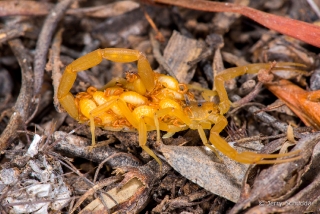 Bark Scorpion 4