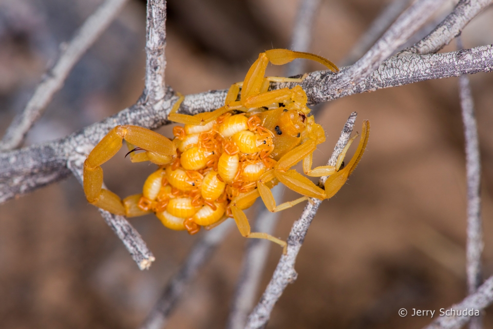 Bark Scorpion 3