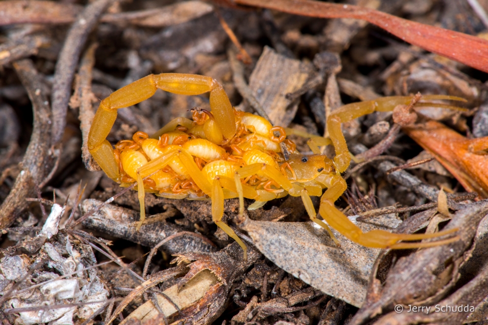 Bark Scorpion 4