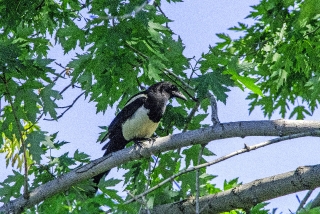 Black-billed Magpie 2