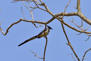 Black-billed Magpie-Jay 1