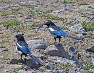 Black-billed magpies3