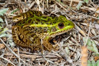 Chiricahua Leopard Frog 