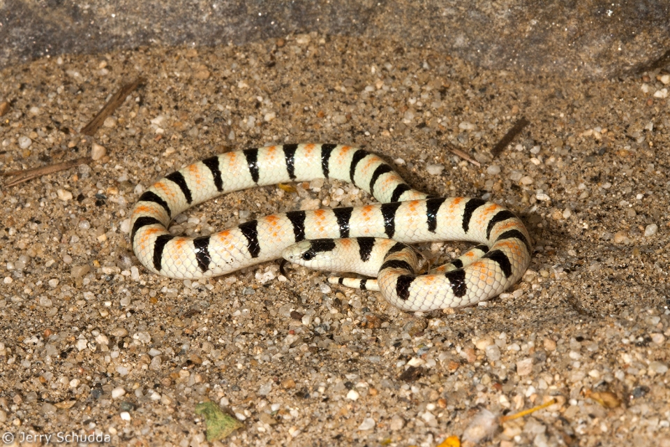 Western Shovel-nosed Snake