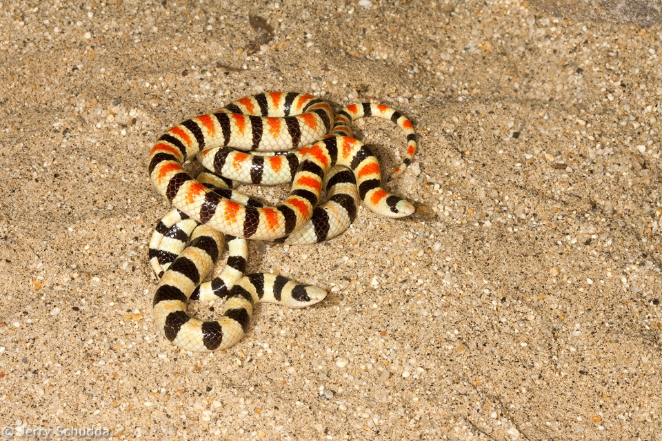 Western Shovel-nosed Snake 2