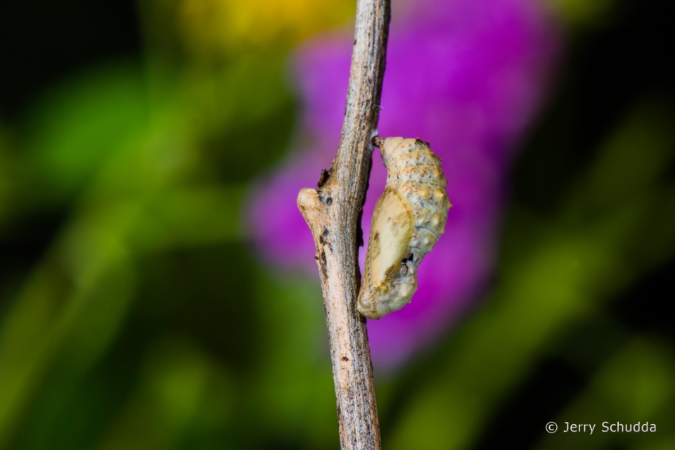 Tiny Checkerspot 3