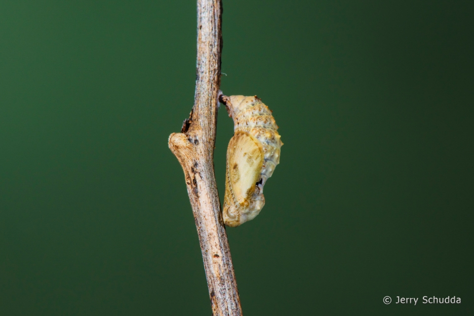 Tiny Checkerspot