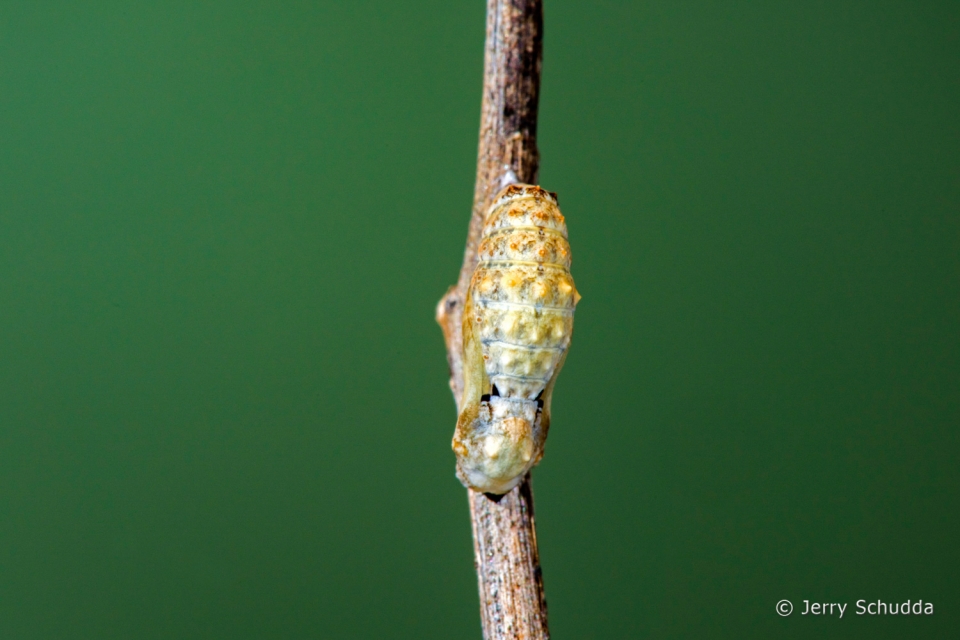 Tiny Checkerspot 2