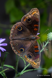 Tropical Buckeye