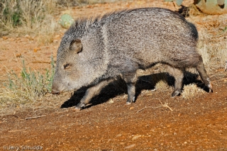 Collared Peccary