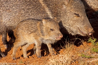 Collared Peccary 6