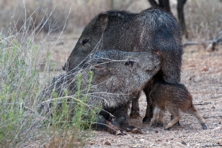 Collared Peccary 10