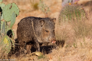 Collared Peccary 2