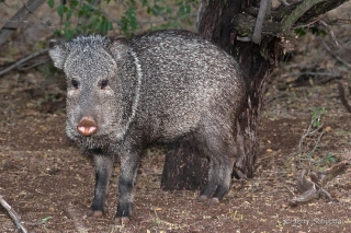 Collared Peccary 9