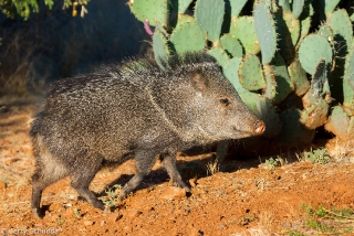 Collared Peccary 3