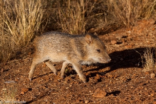 Collared Peccary 4