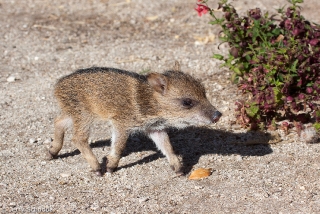 Collared Peccary 7