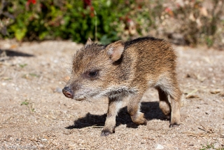 Collared Peccary 8