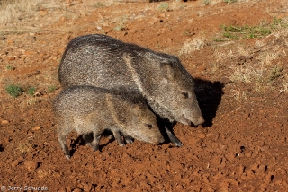 Collared Peccary 5