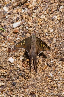 White-striped Longtail 2