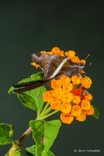 White-striped Longtail 4