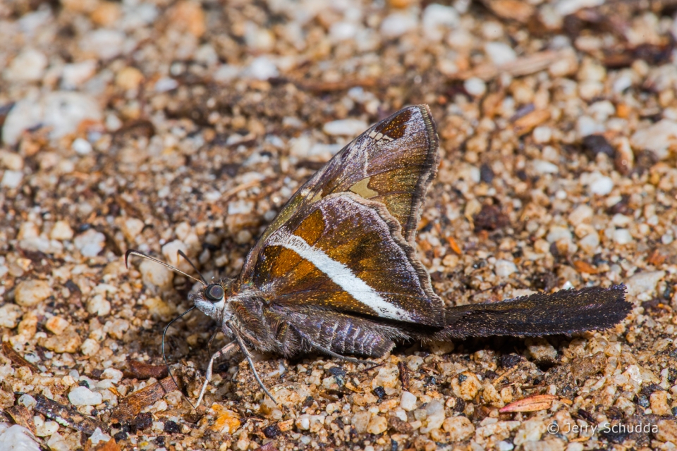 White-striped Longtail 7