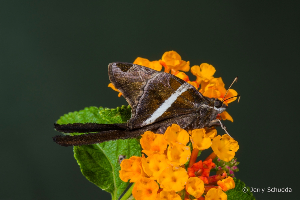 White-striped Longtail 3