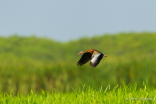 Black-bellied Whistling-Duck  3