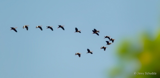 Black-bellied Whistling-Duck  1
