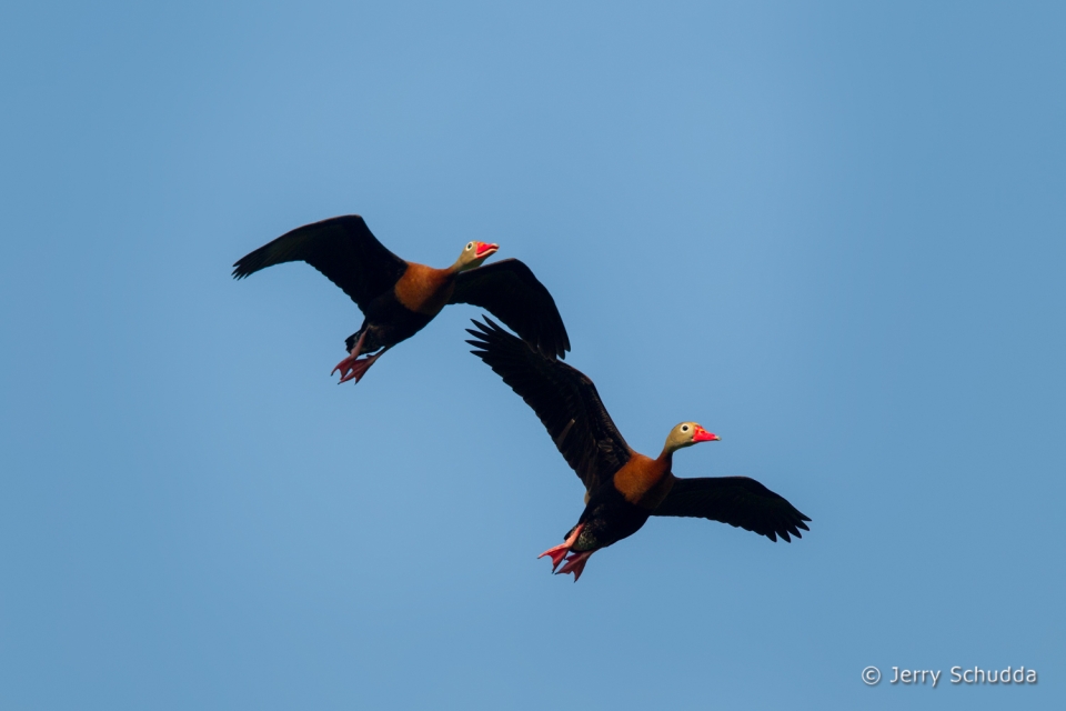 Black-bellied Whistling-Duck  4