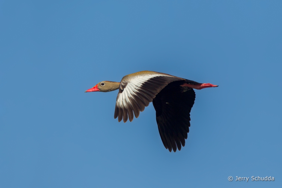 Black-bellied Whistling-Duck  2