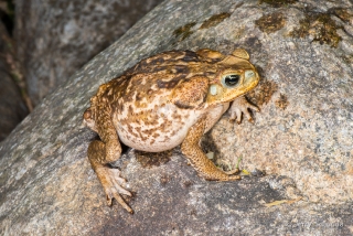 Marine Toad 1