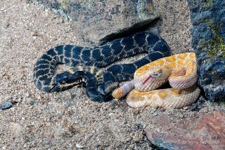 Melinistic & Leucistic Western Diamondback Rattlesnake