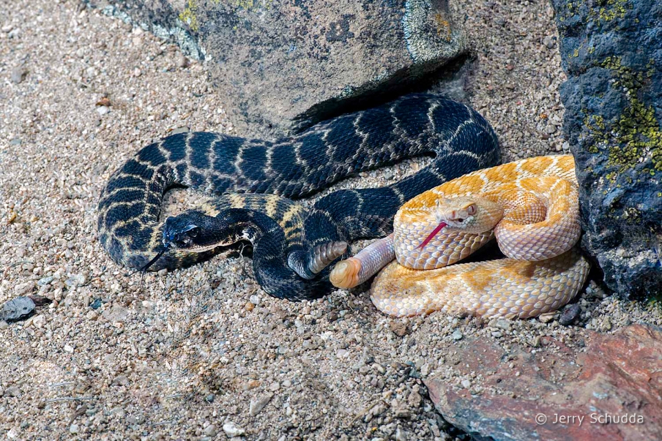 Melinistic & Leucistic Western Diamondback Rattlesnake