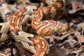 Mexican Lyre Snake3